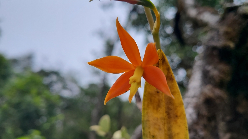 Prosthechea vitellina; photograph author not stated, no rights reserved