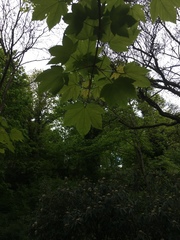 Acer pseudoplatanus
