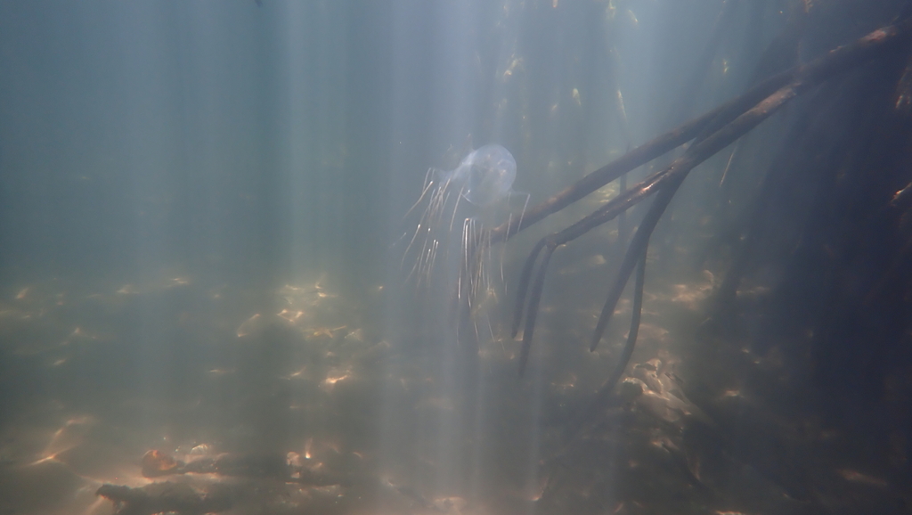 Box jellyfish among mangrove roots in Palawan, Philippines