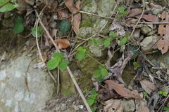 Boehmeria pilosiuscula
