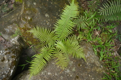 Sphaerostephanos taiwanensis