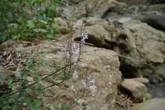 Scutellaria playfairii