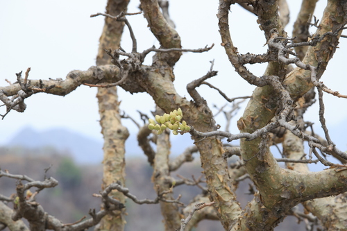Image of Boswellia serrata by (c) Gannu03, some rights reserved (CC BY-SA)
