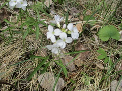 Cardamine trifida