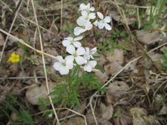 Cardamine trifida