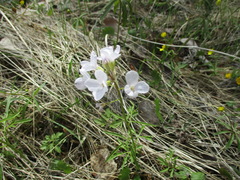 Cardamine trifida