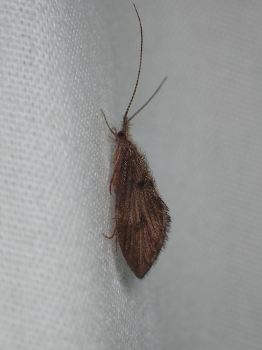 Lepidostomatidae