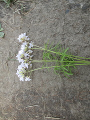 Cardamine trifida