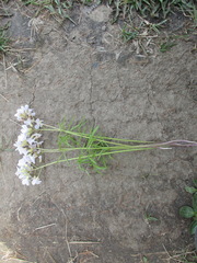 Cardamine trifida