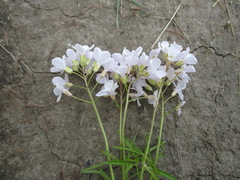 Cardamine trifida