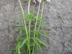 Cardamine trifida