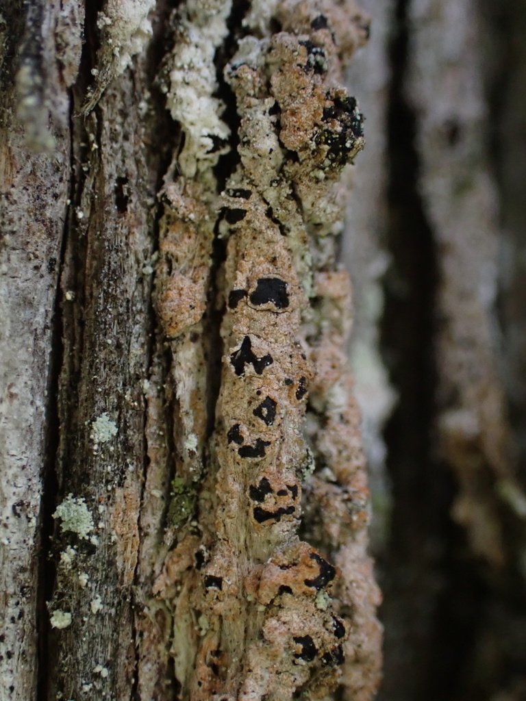 Lithographa graphidioides