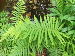 Pelazoneuron puberulum