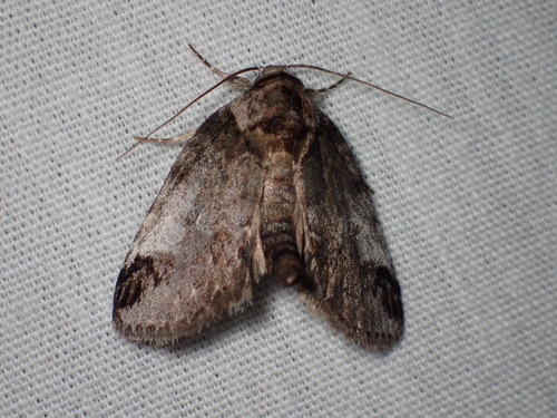 Sleeping Baileya Moth photo 5