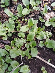 Cicerbita macrophylla uralensis