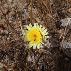 Malacothrix californica