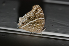 Junonia rhadama