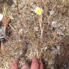 Malacothrix californica