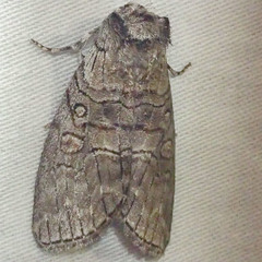 Discophlebia celaena
