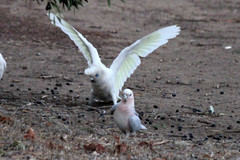 Cacatua sanguinea × Eolophus roseicapilla