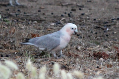 Cacatua sanguinea × Eolophus roseicapilla