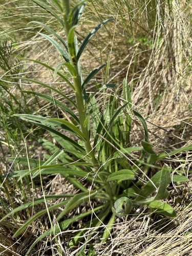 Pontechium maculatum