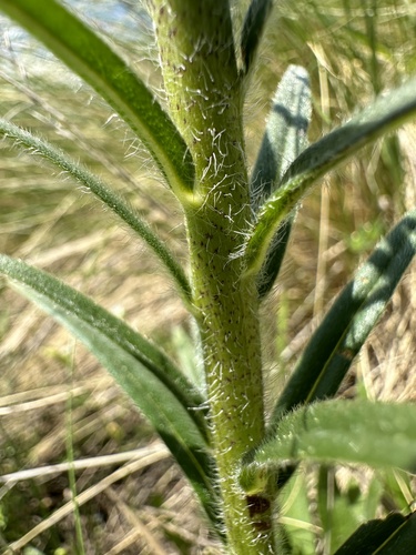 Pontechium maculatum