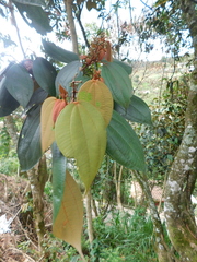Miconia caudata