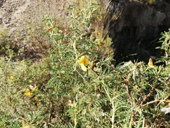 Adesmia miraflorensis