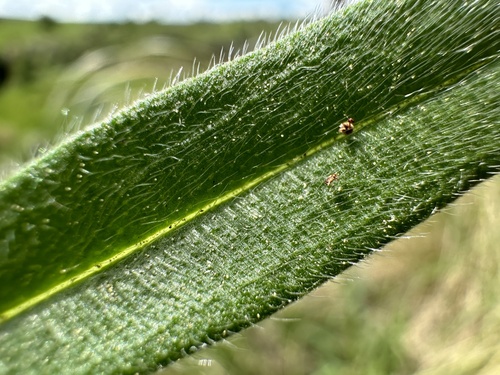 Pontechium maculatum