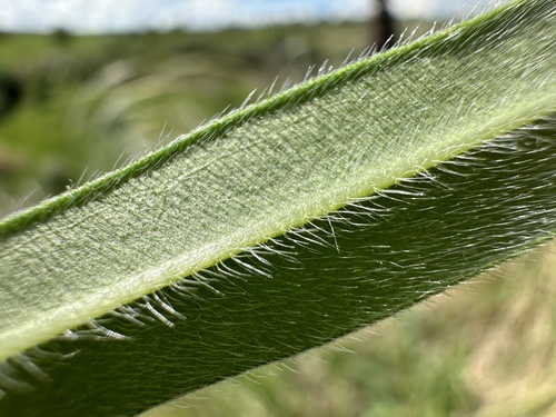 Pontechium maculatum