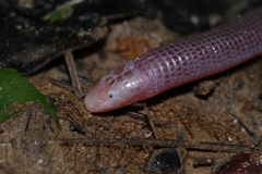 Vanzolini's Worm Lizard photo 2