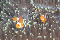 Amphiprion percula