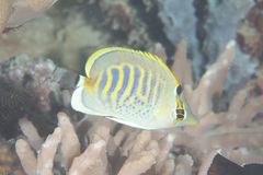 Chaetodon punctatofasciatus