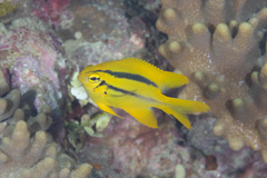 Neoglyphidodon nigroris