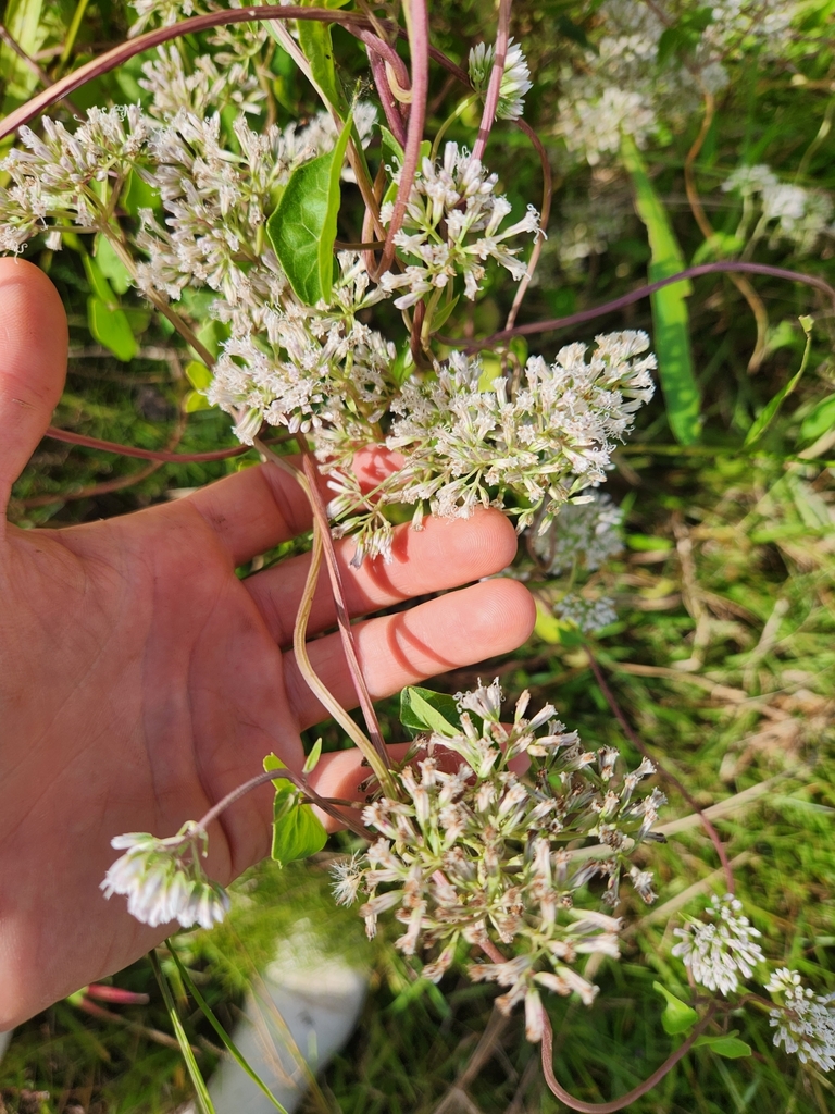 climbing hempvine in October 2023 by luna101 · iNaturalist