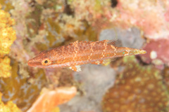 Oxycheilinus digramma