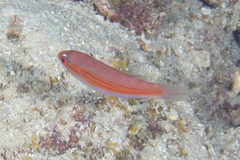 Paracheilinus filamentosus