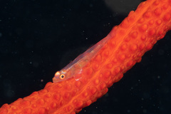 Bryaninops