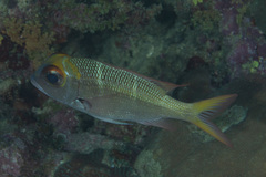 Monotaxis heterodon