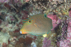 Canthigaster papua