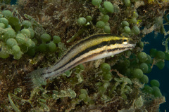 Petroscirtes breviceps