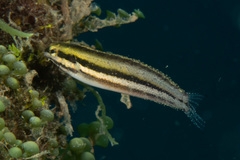 Petroscirtes breviceps