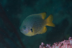 Pomacentrus philippinus