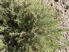 Baccharis boliviensis