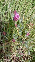 Trifolium pratense