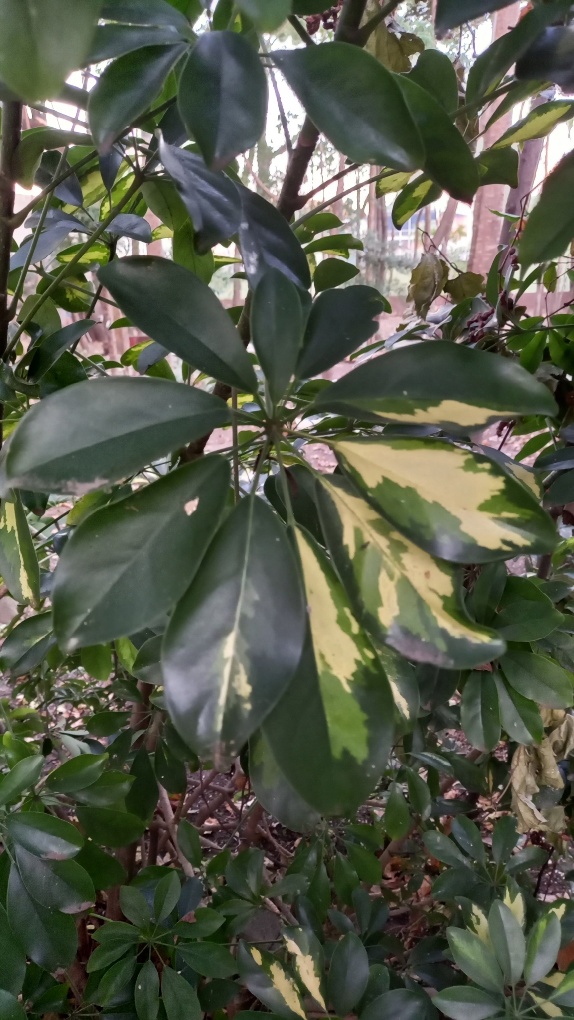 Heptapleurum arboricola
