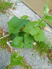 Bryonia cretica dioica