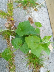 Bryonia cretica dioica