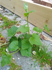 Bryonia cretica dioica